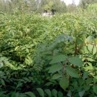 核桃苗，蘋果苗，山楂苗，花椒苗