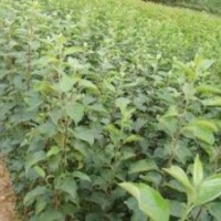 供應山西核桃苗 中林核桃苗 香玲核桃苗
