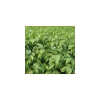 核桃苗，柿子苗，花椒苗，山楂苗