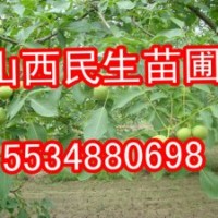 核桃苗、山西核桃苗、運(yùn)城核桃苗、絳縣核桃苗