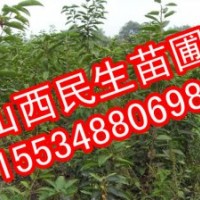 山西苗圃蘋果苗價(jià)格蘋果苗圖片哪里有
