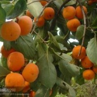 柿子苗：胎里紅、八月紅、大盤柿、日本甜柿、板柿、磨盤柿、牛心