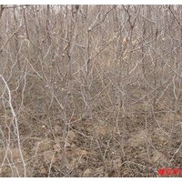 棗樹品種規格齊全大樹小苗任你選購