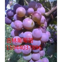 茉莉香葡萄、遼寧著色香葡萄苗、德惠蜜汁葡萄、