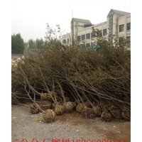 批發石榴樹