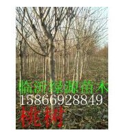 桃樹，桃樹小苗
