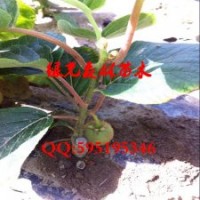 批發果樹苗盆栽紅心獼猴桃苗