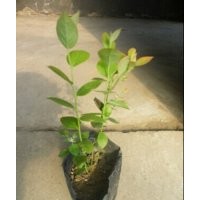 供應盆栽樹莓藍莓小苗多年生苗
