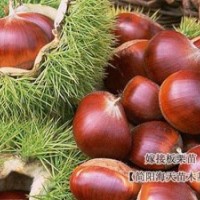 嫁接板栗苗，良種板栗