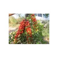 供應(yīng)鈣果苗農(nóng)大鈣果苗掛果鈣果苗1-2年生鈣果苗價(jià)格