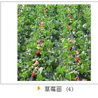 煙臺大櫻桃苗木的植物特性