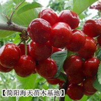 4、車厘子苗批發,出售進口車厘子苗,求購車厘子苗到海天