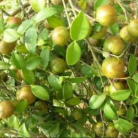一年高產油茶苗,二年高產油茶苗價格0.4元/株,綠盛宣傳促銷