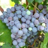 供應赤霞珠酒葡萄苗