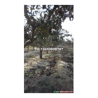 山楂樹產地，哪里有2-25公分的山楂樹，山楂樹的價格，供大金星山