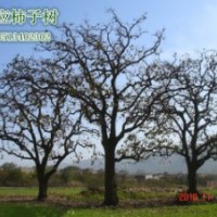 大量供應各種規(guī)格柿子樹，服務周到