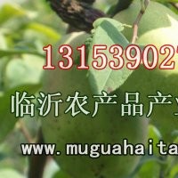北美海棠