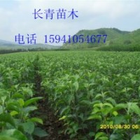 寒富蘋果苗，自家寒富蘋果苗