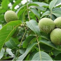 供應(yīng)：核桃苗、棗苗、櫻桃苗