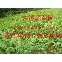 供應(yīng)核桃苗、核桃苗價格、薄皮核桃苗價格