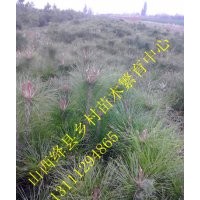 優質國槐苗 油松 白皮松 哪里有 蘋果樹 桃樹價格