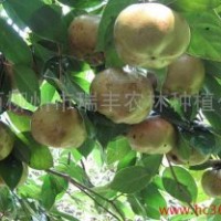 廣西觀賞油用型大果紅花油茶栽培技術(shù)