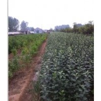 山東蘋果苗，蘋果苗成品苗價格，紅富士蘋果苗