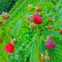 吉林樹莓 樹莓苗 樹莓種植 雙季樹莓苗 燈籠果苗 黑加侖苗