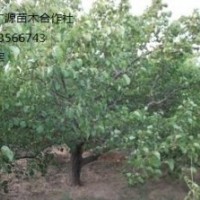 山桃樹出售、優質3-5公分山桃樹低價大量供應