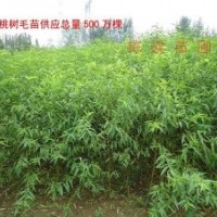 桃樹苗那里，最便宜？