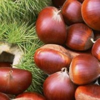 山東高級獨特板栗苗
