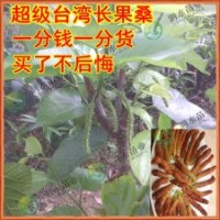 新品促銷 橄欖、酸梅、四方柿、牛心柿、甜柿、板栗、等
