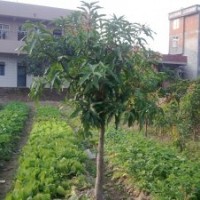 供應(yīng)一年生實生芒果苗 綠化占地工程用苗 廣西靈山果樹苗木批發(fā)