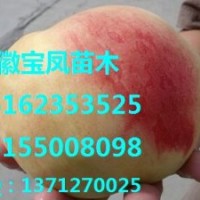 桃樹果樹苗新品種