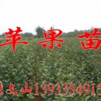富士蘋果苗，秦皇島蘋果苗，3-4公分蘋果苗-河北苗圃基地