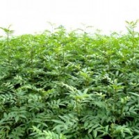 供應(yīng)和桃子，山楂籽，油松籽，國槐籽，山桃籽