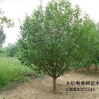 2013春季八棱海棠樹最新報價