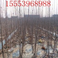 出售紅富士蘋果苗、嘎啦蘋果苗、美國8號蘋果苗