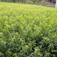 桃樹苗 1.5-2公分桃樹