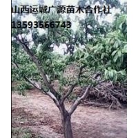 桃樹出售、5-8公分桃樹、占地樹大量優(yōu)惠價格供應(yīng)