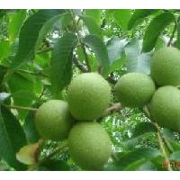 山西運城核桃苗+核桃成品苗價格