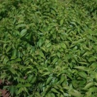 供應棗樹苗、棗樹苗