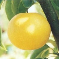 出售梨樹苗