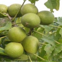 核桃樹，核桃樹種植，3.5米核桃樹