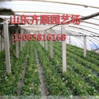 草莓苗山東供應。草莓苗價格