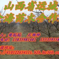 供應各種規格是山楂樹，山杏樹，山桃樹，蘋果樹，