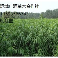 桃樹實(shí)生苗出售、價格優(yōu)惠、貨源充足