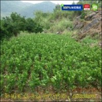 批發臍橙苗|紐荷爾臍橙苗價格|血橙苗