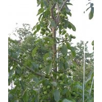 供應(yīng)果樹苗木金世紀(jì)、萌、夏紅、珊夏、信濃紅、意大利早紅、富紅