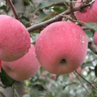 大量供應(yīng)蘋果苗、果樹苗木、